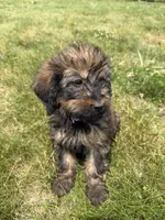 Meadow , a female Goldendoodle for sale in Pekin, IL – 5 of 7