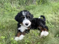 Juniper, a female Bernedoodle for sale in Pekin, IL – 2 of 10