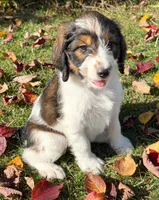 Pearl - microchip # 7194, a female English Springer Spaniel and Poodle - Standard  for sale in Pekin, IL – 6 of 8