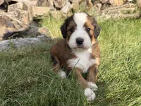 Opal, a female Bernedoodle for sale in Pekin, IL – 5 of 8