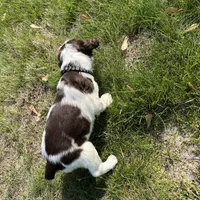 Waylon 6977, a male English Springer Spaniel for sale in Pekin, IL – Photo 6 of 10