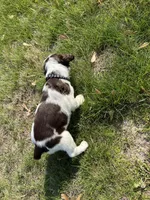 Waylon 6977, a male English Springer Spaniel for sale in Pekin, IL – Photo 6 of 10