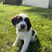 Waylon 6977, a male English Springer Spaniel for sale in Pekin, IL – Photo 1 of 10
