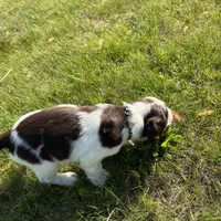 Waylon 6977, a male English Springer Spaniel for sale in Pekin, IL – Photo 9 of 10