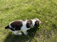 Waylon 6977, a male English Springer Spaniel for sale in Pekin, IL – Photo 9 of 10