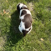 Waylon 6977, a male English Springer Spaniel for sale in Pekin, IL – Photo 10 of 10
