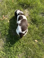Waylon 6977, a male English Springer Spaniel for sale in Pekin, IL – Photo 10 of 10