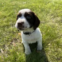 Waylon 6977, a male English Springer Spaniel for sale in Pekin, IL – Photo 4 of 10