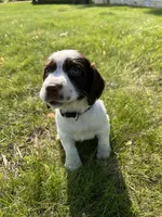 Waylon 6977, a male English Springer Spaniel for sale in Pekin, IL – Photo 4 of 10