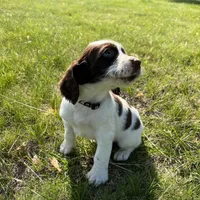Waylon 6977, a male English Springer Spaniel for sale in Pekin, IL – Photo 2 of 10