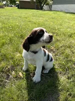 Waylon 6977, a male English Springer Spaniel for sale in Pekin, IL – Photo 2 of 10