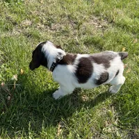 Waylon 6977, a male English Springer Spaniel for sale in Pekin, IL – Photo 5 of 10