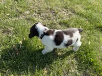 Waylon 6977, a male English Springer Spaniel for sale in Pekin, IL – Photo 5 of 10