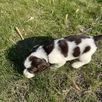 Waylon 6977, a male English Springer Spaniel for sale in Pekin, IL – Photo 8 of 10