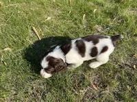 Waylon 6977, a male English Springer Spaniel for sale in Pekin, IL – Photo 8 of 10