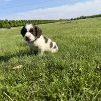 Waylon 6977, a male English Springer Spaniel for sale in Pekin, IL – Photo 3 of 10