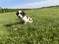 Waylon 6977, a male English Springer Spaniel for sale in Pekin, IL – Photo 3 of 10