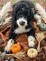 Briggs, a male English Springer Spaniel and Poodle - Standard  for sale in Pekin, IL – 2 of 4