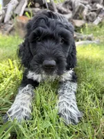 Toby, a male English Springer Spaniel and Poodle - Standard  for sale in Pekin, IL – 5 of 10