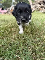 Beau, a male English Springer Spaniel and Poodle - Standard  for sale in Pekin, IL – 8 of 10