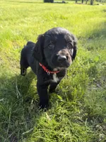 Rocky, a male Goldendoodle and Poodle - Standard  for sale in Pekin, IL – 2 of 6