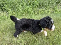 Juniper, a female Bernedoodle for sale in Pekin, IL – 4 of 10