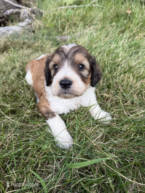 Zoey – English Springer Spaniel, Poodle - Standard  puppy for sale in Pekin, IL