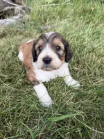 Zoey, a female English Springer Spaniel and Poodle - Standard  for sale in Pekin, IL – 1 of 10