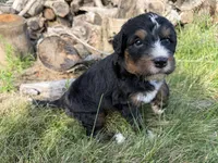 Summit, a male Bernedoodle for sale in Pekin, IL – 3 of 8