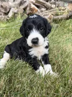 Briggs, a male English Springer Spaniel and Poodle - Standard  for sale in Pekin, IL – 2 of 6