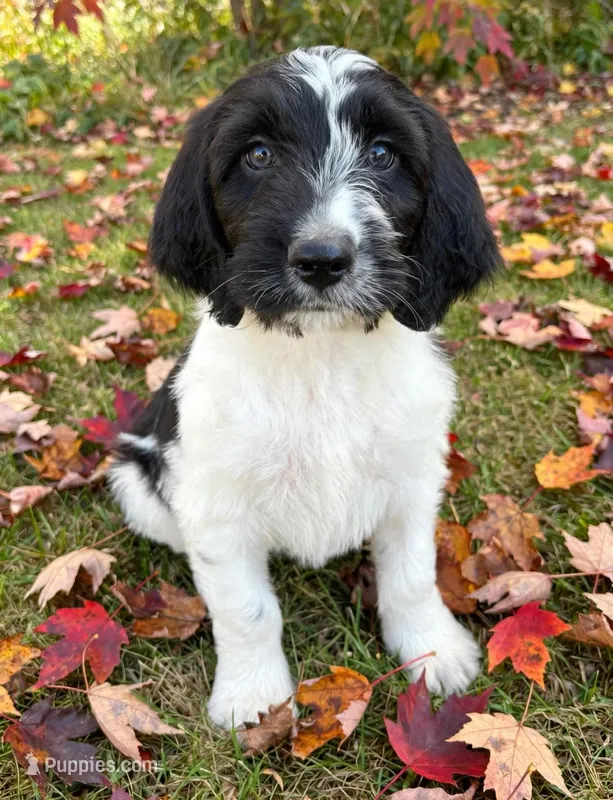 Remington - microchip # 7200, a male English Springer Spaniel and Poodle - Standard  for sale in Pekin, IL – 1 of 7