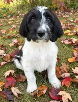 Remington - microchip # 7200, a male English Springer Spaniel and Poodle - Standard  for sale in Pekin, IL – 1 of 7
