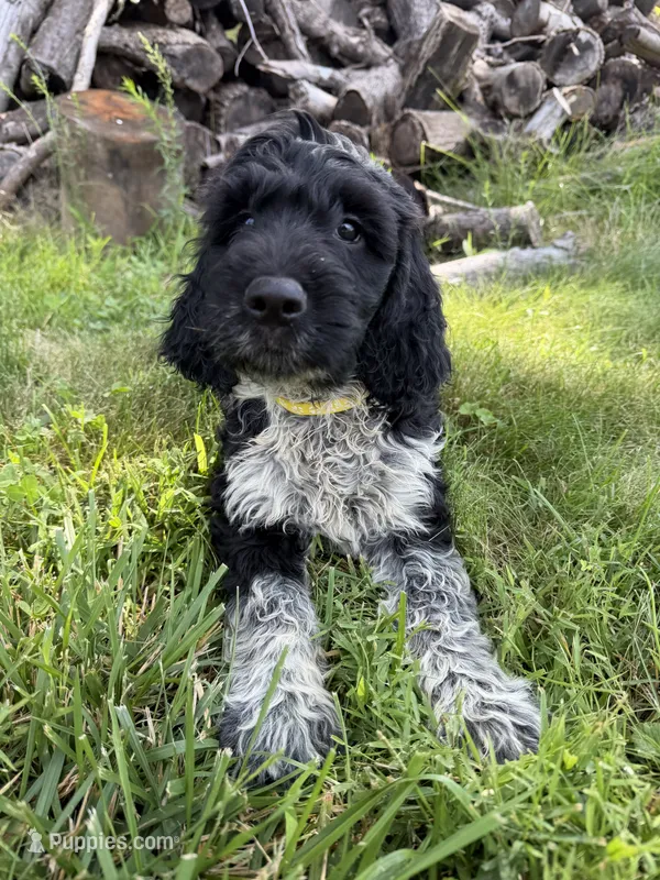 Toby – English Springer Spaniel, Poodle - Standard  puppy for sale in Pekin, IL