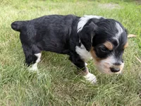 Hank, a male English Springer Spaniel and Poodle - Standard  for sale in Pekin, IL – 5 of 10