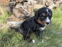 Summit, a male Bernedoodle for sale in Pekin, IL – 4 of 8