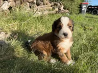 Opal, a female Bernedoodle for sale in Pekin, IL – 3 of 8
