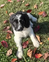Remington - microchip # 7200, a male English Springer Spaniel and Poodle - Standard  for sale in Pekin, IL – 4 of 7