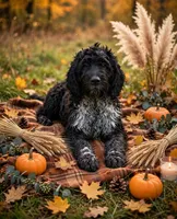 Toby, a male English Springer Spaniel and Poodle - Standard  for sale in Pekin, IL – 4 of 6