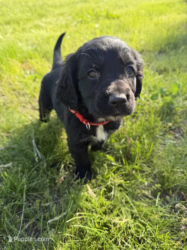 Rocky – Goldendoodle, Poodle - Standard  puppy for sale in Pekin, IL