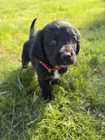Rocky, a male Goldendoodle and Poodle - Standard  for sale in Pekin, IL – 1 of 6