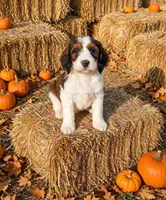 Presley, a female Springer Doodle for sale in Pekin, IL – 3 of 6