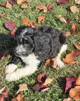 Weston- micro chip #7177, a male English Springer Spaniel and Poodle - Standard  for sale in Pekin, IL – 5 of 5