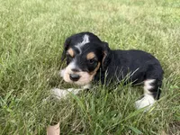 Hank, a male English Springer Spaniel and Poodle - Standard  for sale in Pekin, IL – 7 of 10