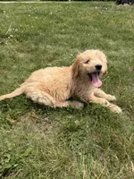 Gus, a male Goldendoodle for sale in Pekin, IL – 3 of 10