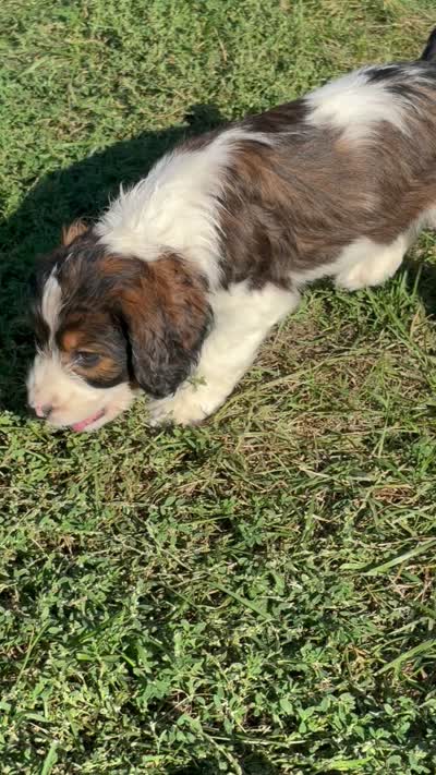 Pearl, a female English Springer Spaniel and Poodle - Standard  for sale in Pekin, IL – 1 of 1