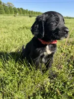 Rocky, a male Goldendoodle and Poodle - Standard  for sale in Pekin, IL – 3 of 6