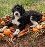 Briggs, a male English Springer Spaniel and Poodle - Standard  for sale in Pekin, IL – 3 of 4