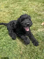 Kodiak, a male Goldendoodle for sale in Pekin, IL – 2 of 8
