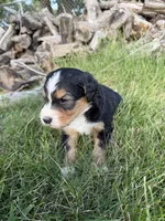 Sterling, a female Bernedoodle for sale in Pekin, IL – 5 of 6