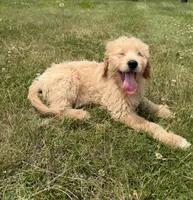 Sunny, a female Goldendoodle for sale in Pekin, IL – 8 of 10